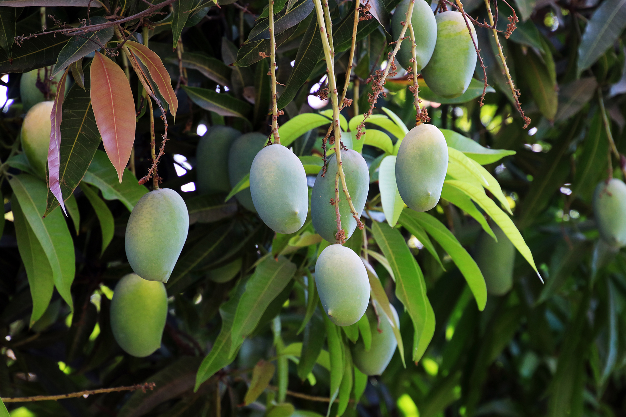 Delicious Kesar Mango