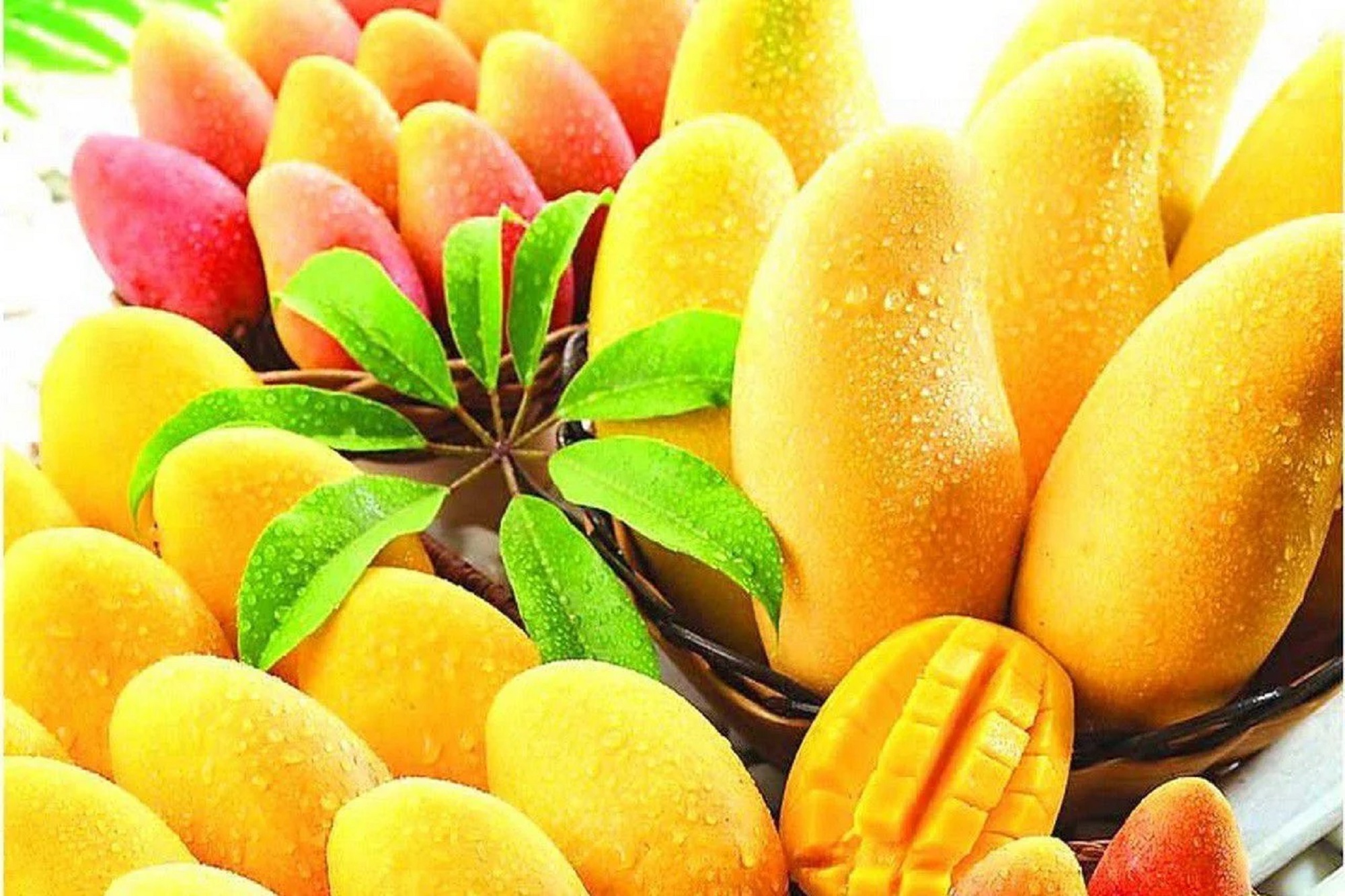 Indian Mangoes | Queen Kesar Mango Gift Mango USA-Savanifarms